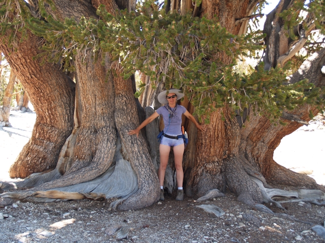 Bristlecone Pines August 2011