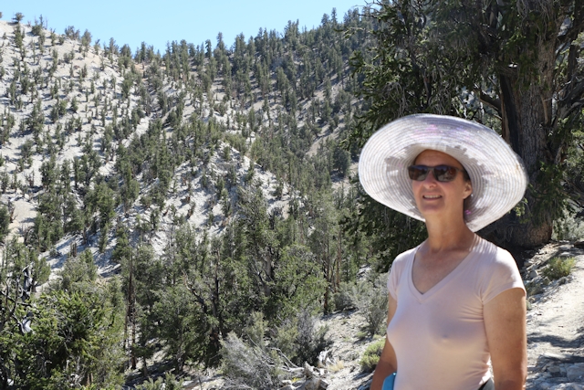 Ancient Bristlecone Pine Forest August 2016 Methuselah Walk