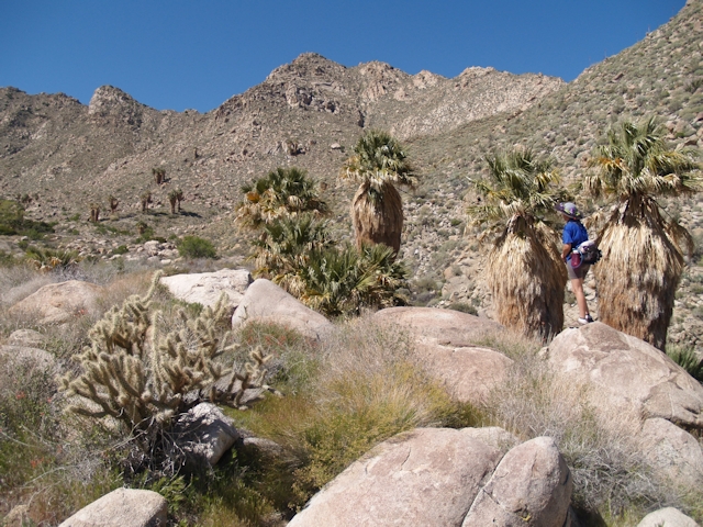 Indian Canyon March 2011