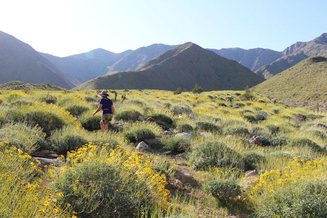 Anza-Borrego Super Bloom 2019